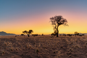 Wall Mural - Colorful sunrise in desert landscape with acacia tree, NamibRand Nature Reserve, Namib, Namibia