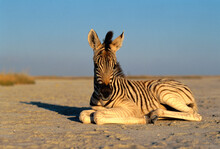 Portrait Of Young Zebra Lying On Sand