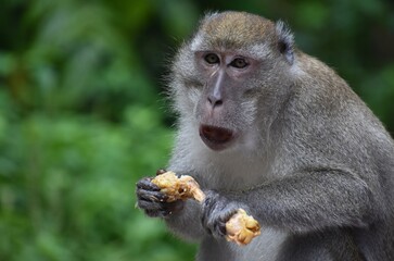 Wall Mural - Macaque monkey surprised while eating fried chicken in the jungle