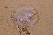 Washed up purple jellyfish, moon jellyfish (Aurelia aurita) on the sandy beach at Dornoch Beach, Highland, Scotland