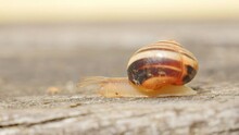 Snail Crawls On A Wooden Background. Sunny, Summer Rays. Snail