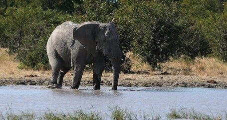 Wall Mural - majestic african elephant, loxodonta, on waterhole in moremi game reserve botswana, africa safari wi