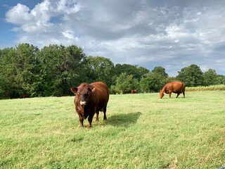 Wall Mural - Bull in pasture with cows, green summer grass, trees