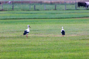 Wall Mural - A white stork on a green meadow before departure to the south