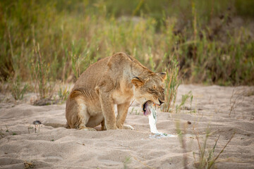 Wall Mural - lioness ( panthera leo) vomiting, sabi sands game reserve, south africa.