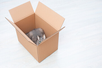 Wall Mural - Pretty  gray cat hiding in a cardboard box on a wooden background