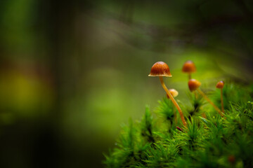 Small mushrooms toadstools on green moss
