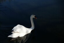 Closeup Shot Of A White Swan Swimming On A Blue Lake Surface