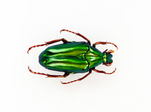 Green Beetle Isolated On White. Iridescent Metallic Chalcothea Smaragdina Macro Close Up, Collection Beetles, Cetoniidae, Entomology, Coleoptera