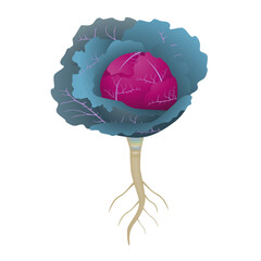 Wall Mural - Red cabbage with roots on a white background.