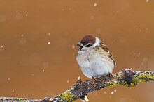 Tree Sparrow Passer Montanus Sitting On A Branch Brown Background Winter Time Winter Frosty Day