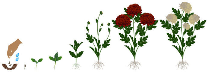 Poster - Cycle of growth of burgundy chrysanthemums flowers isolated on a white background.