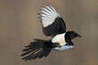 Bird - Common magpie Pica pica flying bird, very smart and clever bird with black and white plumage on brown background	