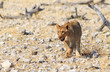 A young Lion Cub walking across the Etosha savannah.  He has some blood around his mouth as if he has just eaten a recent kill.