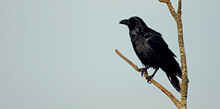 Common Raven // Kolkrabe (Corvus Corax)