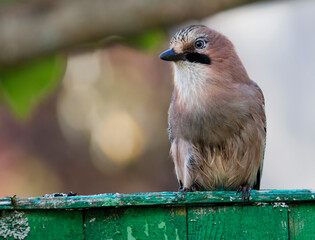 Wall Mural - Jay bird (Latin Garrulus glandarius).
The jay is a real beauty in the world of birds. The main color is beige with a slight brown tinge. On the tips of the wings there are blue stripes with small blue