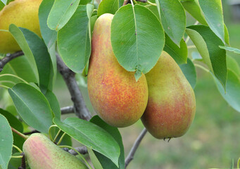 Wall Mural - Pears ripen on the tree branch.