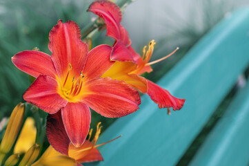 red daylily flowers Hemerocallis Amadeus close-up in the garden. Natural natural background of flowers.