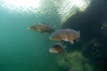 Wall Mural - Common carps are swimming in the lake. Diving in Czech water. Nature in Europe. 