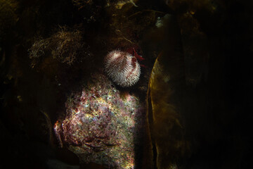 Wall Mural - Common sea urchin on the bottom. Diving in Scotland water. Nature in Europe.