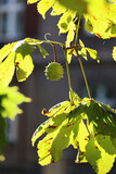 Fototapeta Fototapety na ścianę - Drzewo kasztanowca jesienią z owocami kasztana. 