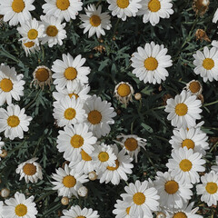 Wall Mural - Chamomile daisy flowers pattern background. Abstract nature, floral texture. Sunlight shadows