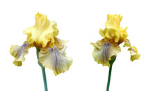 Yellow Iris Isolated On White