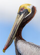  Close up of an American Brown pelican in profile facing left