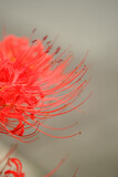 Fototapeta Kwiaty - 秋の花彼岸花。曼珠沙華ともいう。赤い花をマクロレンズで花びらと雄蕊を浮き上がらせる。