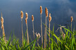 Reed mace, bulrush marsh cane. Faded Typha latifolia. Typha is a genus of about 30 species of monocotyledonous