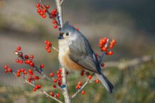Tufted Titmouse Among Red Berries In Winter.
