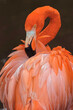 American flamingo preening feathers
