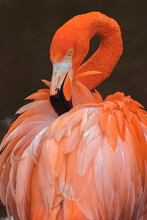 American Flamingo Preening Feathers