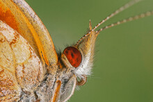 Extreme Close-up Of Crescent Spot Butterfly