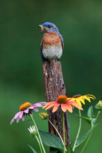 Male Eastern Bluebird On Old Fence Post With Cone Flowers