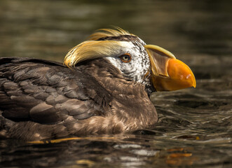 the tufted puffin, also known as crested puffin, is a relatively abundant medium-sized pelagic seabi