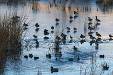 Ducks On Partially Frozen Pond