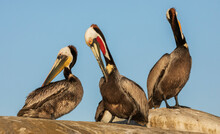 Brown Pelicans Preening