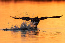 Canada Goose Taking Off From Wetland At Sunrise, Marion County, Illinois.