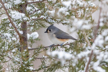 Tufted Titmouse In Red Cedar Tree In Winter Snow, Marion County, Illinois.