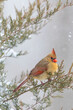 Northern cardinal female in red cedar tree in winter snow, Marion County, Illinois.