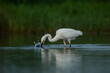 Little egret (Egretta garzetta) , Birds Foraging In Water With Splash Water