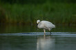 Little egret (Egretta garzetta),Birds Foraging In Water