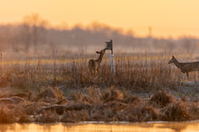 White-tailed Deer Near Wetland Checking At Bluebird Nest Box At Sunrise