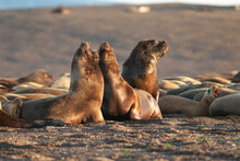 Argentina, Patagonia. South American Sea Lions On Beach At Peninsula Valdez