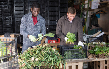 Wall Mural - Men professional horticulturists sorts harvest of fresh onion indoors