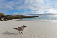 Wide Angle View Of Espanola Mockingbird Or Hood Mockingbird, On Beach, Espanola Island, Galapagos Islands, Ecuador.