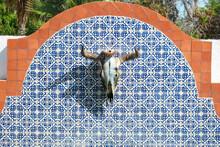 Todos Santos, Mexico. Cow Skull Mounted On A Blue Tile Wall.