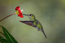 Green Crowned Brilliant Hummingbird, Costa Rica