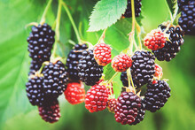 Blackberry Plant In The Garden, Ripening Blackberries On Branch, Bramble Fruit Growing In Summer